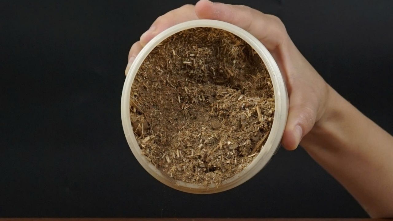 muoi-ngam-chan-thao-duoc-cach-chon