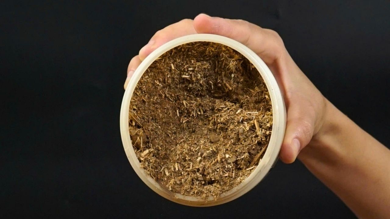 muoi-ngam-chan-thao-duoc-loi-ich