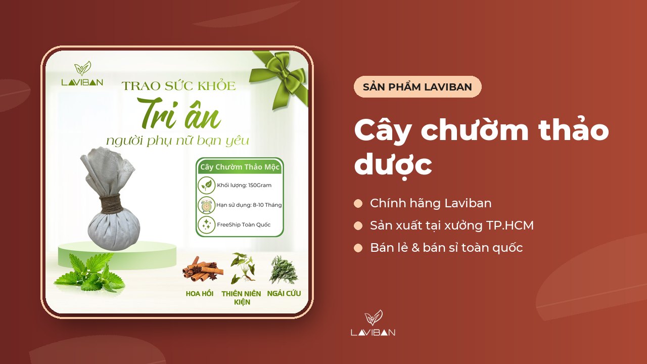 Cây chườm thảo dược của Laviban